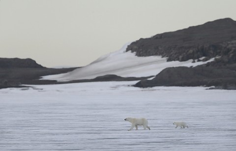 polarbear