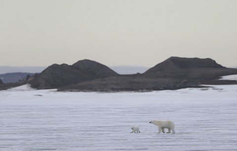 polarbear