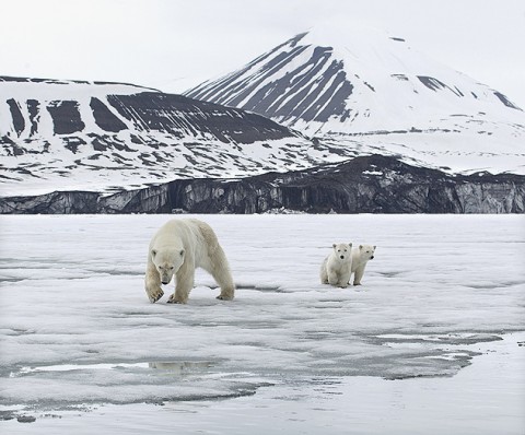 polarbear