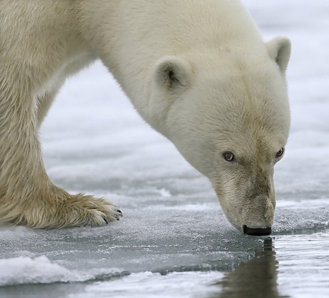 polarbear