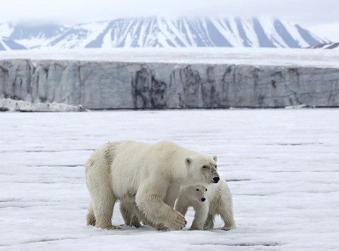 polarbear