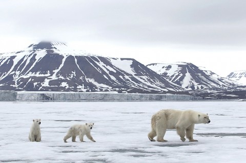 polarbear