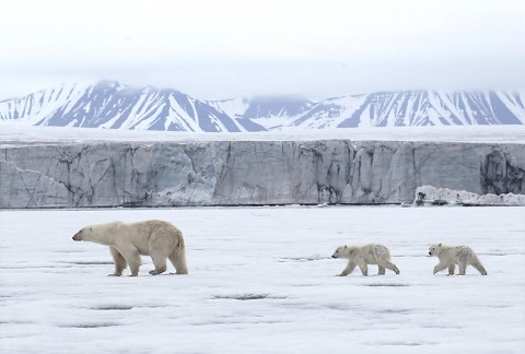 polarbear