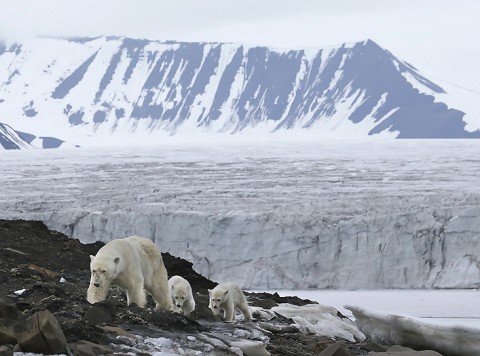 polarbear