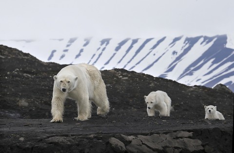 polarbear