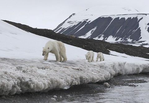 polarbear