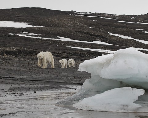 polarbear