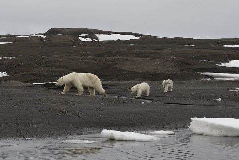 polarbear