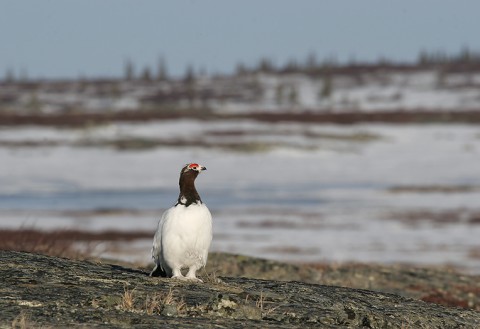 Ptarmigan21.jpg