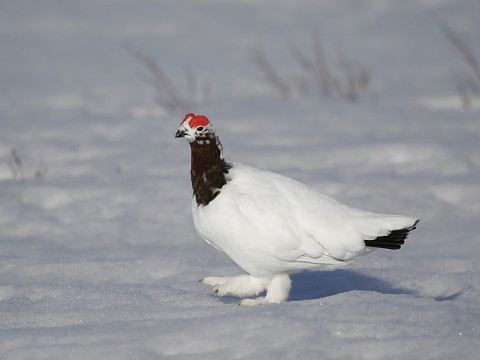 Ptarmigan23.jpg