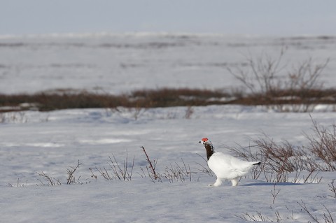 Ptarmigan24.jpg