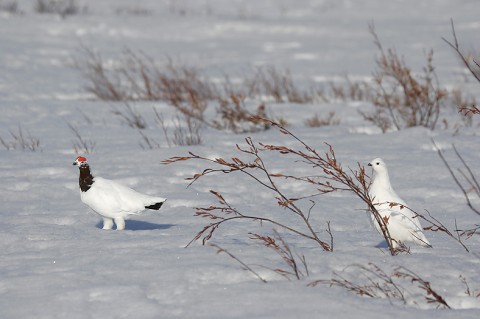 Ptarmigan25.jpg