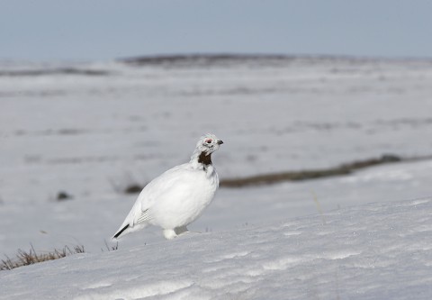 Ptarmigan26.jpg