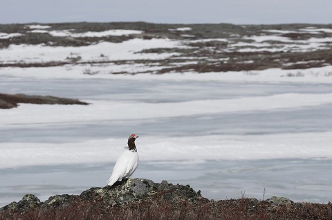 Ptarmigan27.jpg