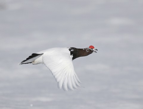 Ptarmigan28.jpg