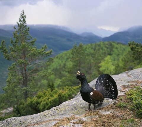 capercaillie1.jpg