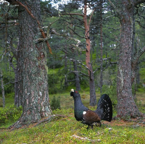 capercaillie2.jpg