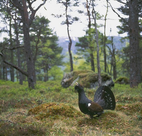 capercaillie4.jpg