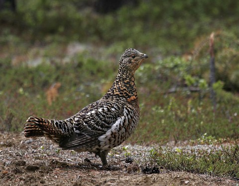 capercaillie5.jpg