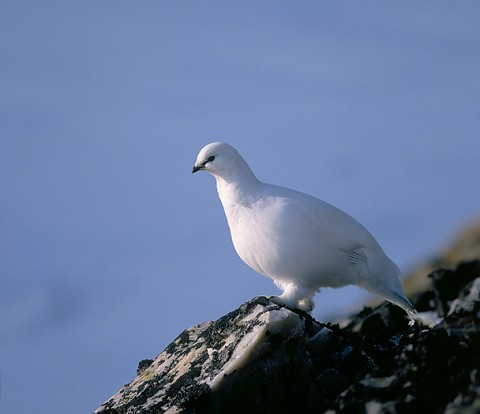 ptarmigan1.jpg