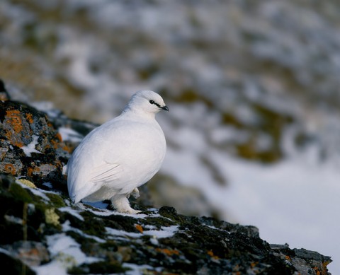 ptarmigan2.jpg