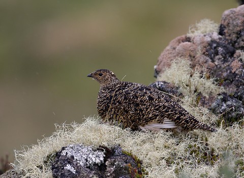 ptarmigan29.jpg