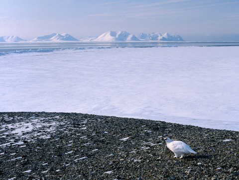 ptarmigan3.jpg