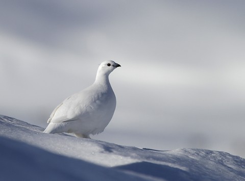 Ptarmigan