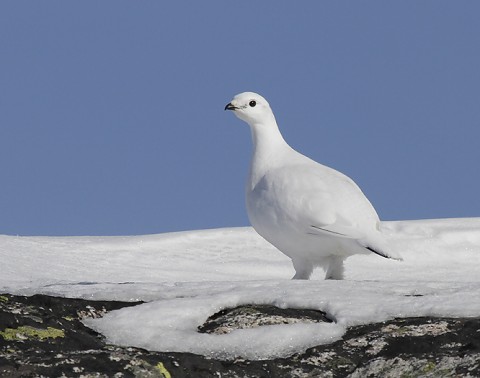 Ptarmigan