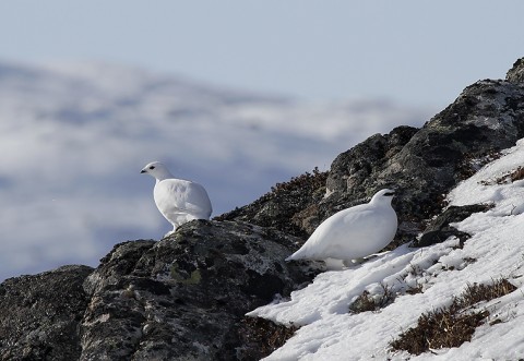 Ptarmigan