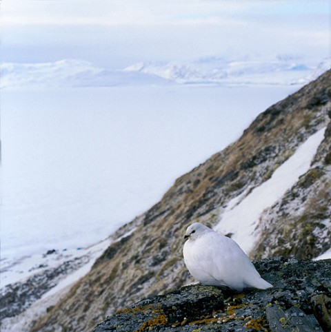 ptarmigan4.jpg