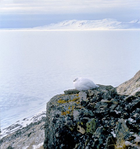 ptarmigan5.jpg