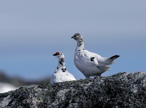 ptarmigan6.jpg