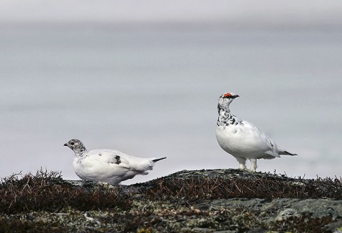 ptarmigan7.jpg