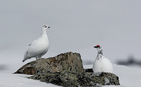 ptarmigan8b.jpg