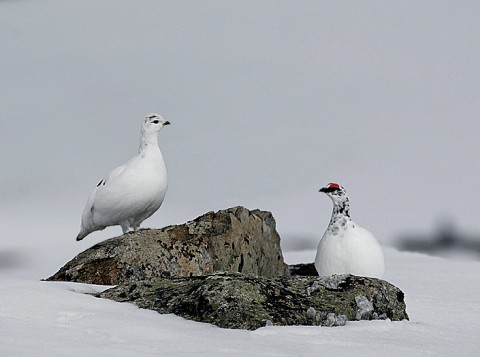 ptarmigan8b.jpg