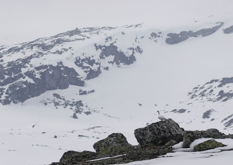 ptarmigan8c.jpg