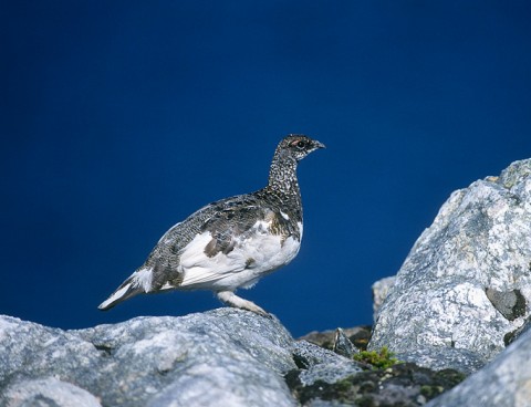 ptarmigan9.jpg