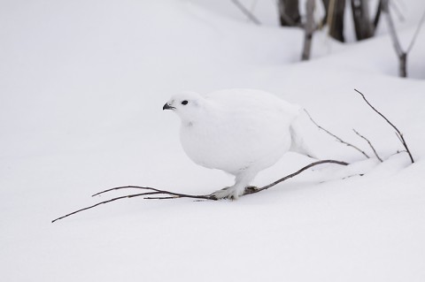 willowptarmigan01.jpg