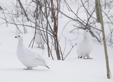 willowptarmigan02.jpg