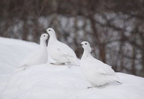 willowptarmigan03.jpg