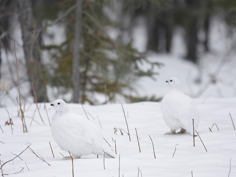 willowptarmigan06.jpg