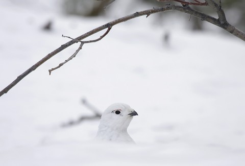 willowptarmigan08.jpg