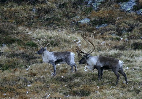 reindeer1.jpg