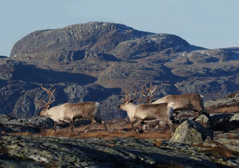 reindeer3.jpg