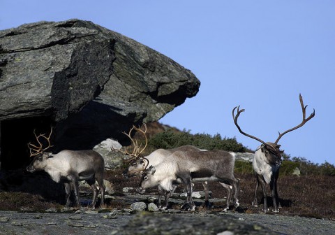 reindeer4.jpg