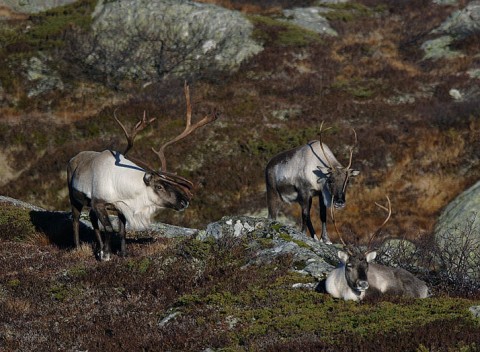reindeer8.jpg