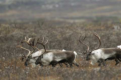 reindeer