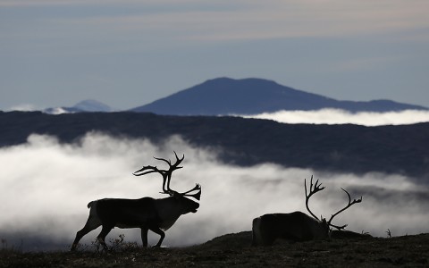 reindeer