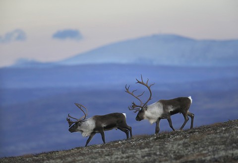 reindeer